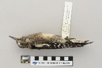 Sphyrapicus varius image