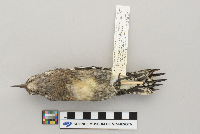 Sphyrapicus varius image
