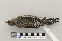 Sphyrapicus varius image