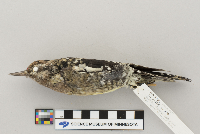 Sphyrapicus varius image