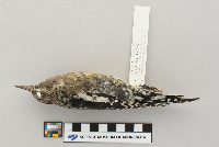 Sphyrapicus varius image