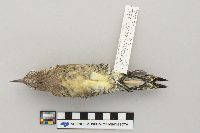 Sphyrapicus varius image