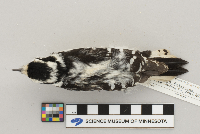 Picoides pubescens image