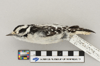 Picoides pubescens image