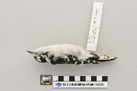 Picoides pubescens image