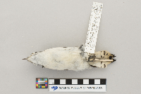 Picoides pubescens image