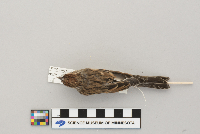Spizella passerina image