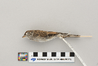Spizella passerina image