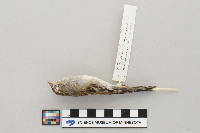 Spizella passerina image