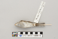 Spizella passerina image