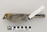 Pinicola enucleator image