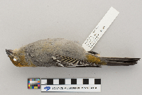 Pinicola enucleator image