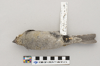 Pinicola enucleator image