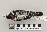 Picoides pubescens image