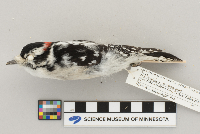 Picoides pubescens image