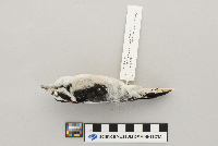 Picoides pubescens image