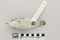 Picoides pubescens image