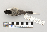 Poecile atricapillus image