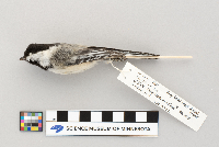 Poecile atricapillus image