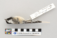 Poecile atricapillus image