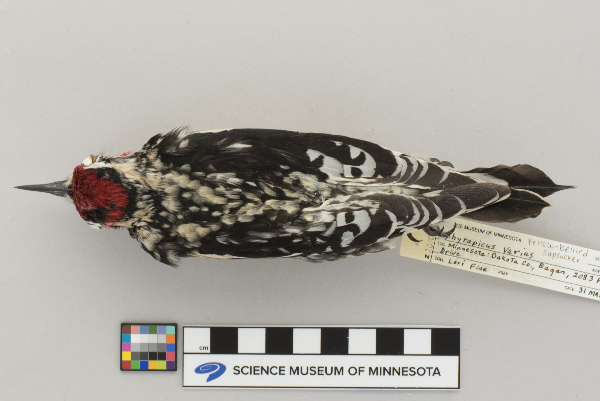 Sphyrapicus varius image