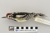 Sphyrapicus varius image