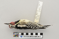 Sphyrapicus varius image