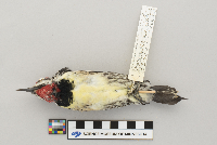 Sphyrapicus varius image