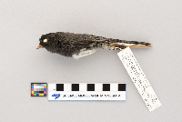 Junco hyemalis image