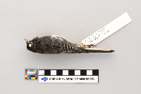 Junco hyemalis image