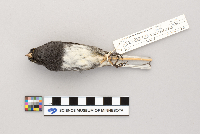 Junco hyemalis image