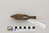 Spizella passerina image
