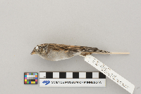 Spizella passerina image