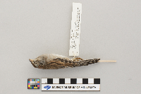 Spizella passerina image