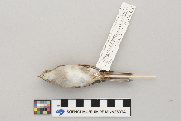 Spizella passerina image