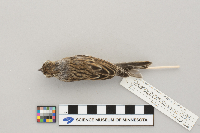 Spizella passerina image