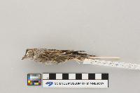 Spizella passerina image