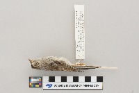 Spizella passerina image