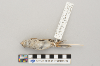 Spizella passerina image