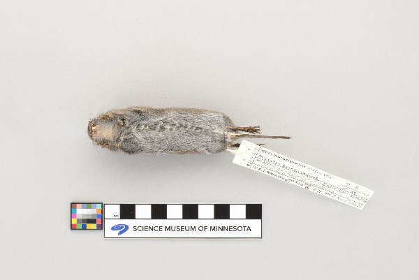 Microtus pennsylvanicus drummondii image