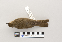 Catharus ustulatus image