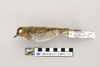 Catharus ustulatus image