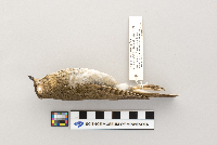 Catharus ustulatus image