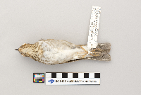 Catharus ustulatus image