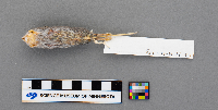 Peromyscus maniculatus bairdii image