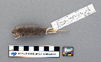 Peromyscus maniculatus bairdii image