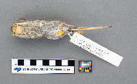 Peromyscus maniculatus bairdii image