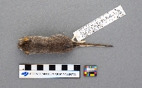 Peromyscus maniculatus bairdii image
