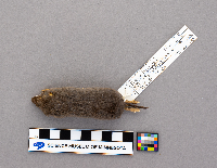 Blarina brevicauda image