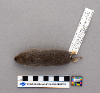 Blarina brevicauda image